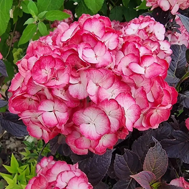 Hydrangea macrophylla x serrata BLACK VELVET® 'DARBI'