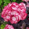 Hydrangea macrophylla x serrata BLACK VELVET® 'DARBI'