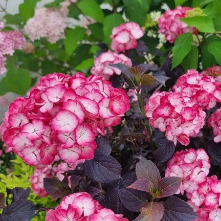 Hydrangea macrophylla x serrata BLACK VELVET® 'DARBI' fleurs bicolores