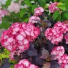 Hydrangea macrophylla x serrata BLACK VELVET® 'DARBI'