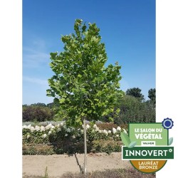 Platanus x hispanica ENDURA® Fa 'A17'