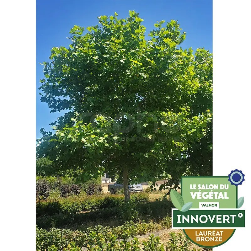 Platanus ENDURA® Sol '8R61' résistant au chancre coloré - Lauréat INNOVERT Salon du Végétal 2026