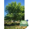Platanus x hispanica ENDURA® Sol '8R61'