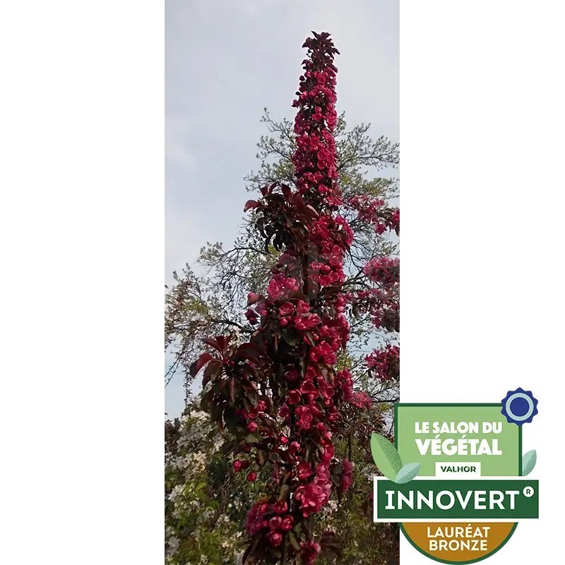 Malus x LE PHARE® 'RS-KRC'