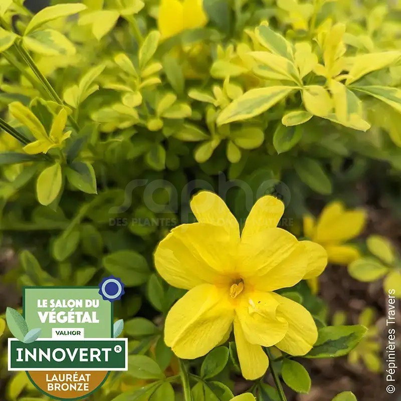 Jasminum mesnyi GOLD TOUCH® 'CLDO'