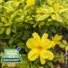 Jasminum mesnyi GOLD TOUCH® 'CLDO'
