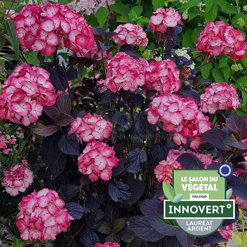 Hydrangea macrophylla x serrata BLACK VELVET® 'DARBI'