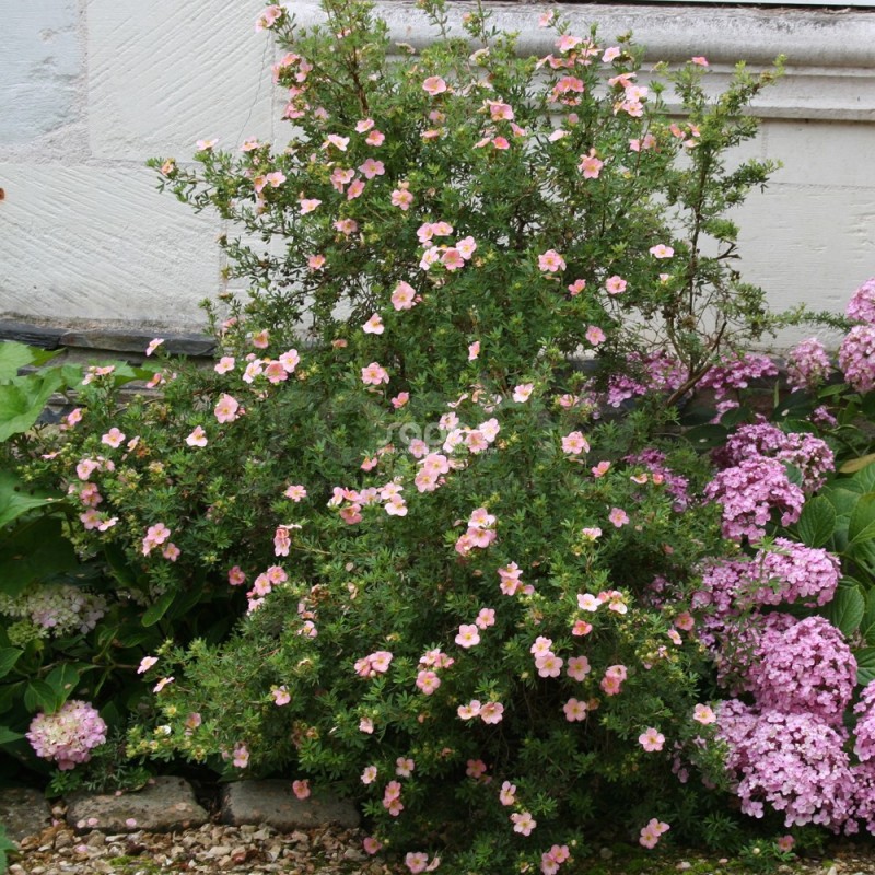 Potentilla fruticosa LOVELY PINK® 'Pink Beauty'
