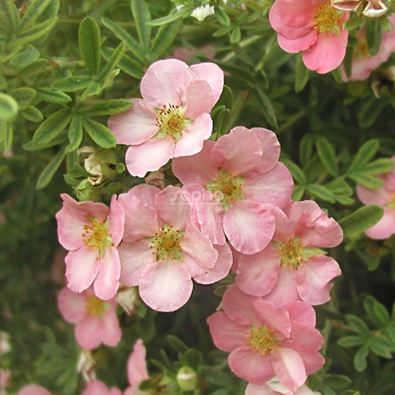 Potentilla fruticosa LOVELY PINK® 'Pink Beauty'