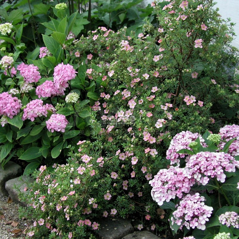 Potentilla fruticosa LOVELY PINK® 'Pink Beauty'
