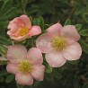 Potentilla fruticosa LOVELY PINK® 'Pink Beauty'