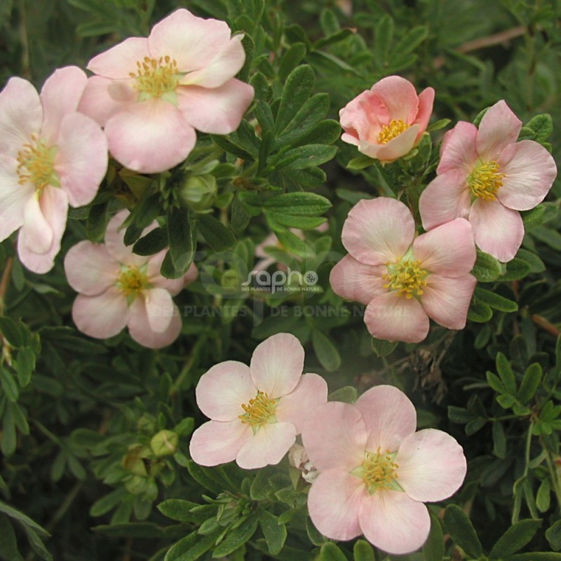 Potentilla fruticosa LOVELY PINK® 'Pink Beauty'