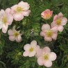 Potentilla fruticosa LOVELY PINK® 'Pink Beauty'