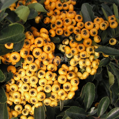 Pyracantha SAPHYR® Jaune 'Cadaune'