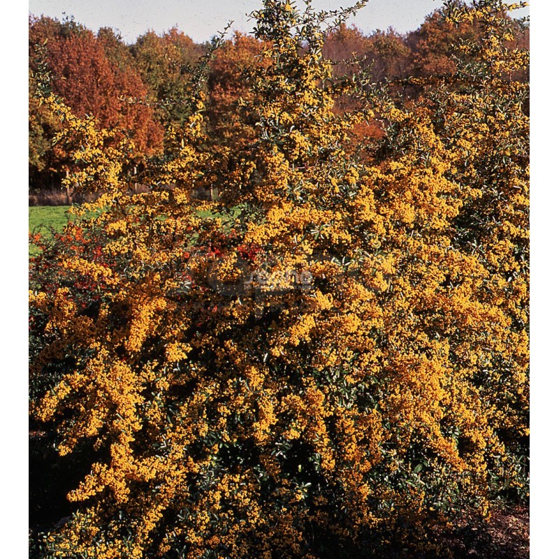 Pyracantha SAPHYR® Jaune 'Cadaune'