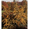 Pyracantha SAPHYR® Jaune 'Cadaune'