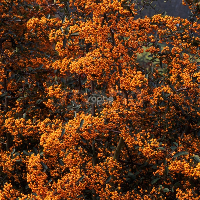 Pyracantha SAPHYR® Jaune 'Cadaune'