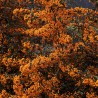 Pyracantha SAPHYR® Jaune 'Cadaune'