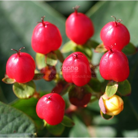 Hypericum x inodorum MAGICAL® Red Fame 'Kolmaref'