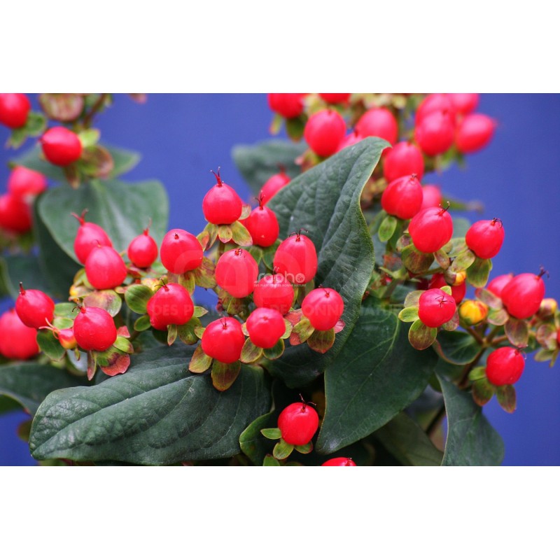 Hypericum x inodorum MAGICAL® Red Fame 'Kolmaref'
