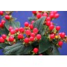 Hypericum x inodorum MAGICAL® Red Fame 'Kolmaref'