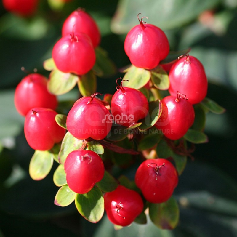 Hypericum x inodorum MAGICAL® Red Fame 'Kolmaref'