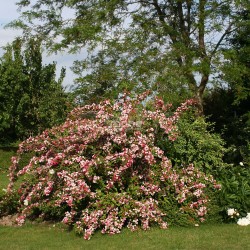 Weigela CARNAVAL® 'Courtalor'
