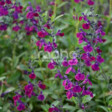 Salvia x jamensis VIOLETTE DE LOIRE® 'Barsal'