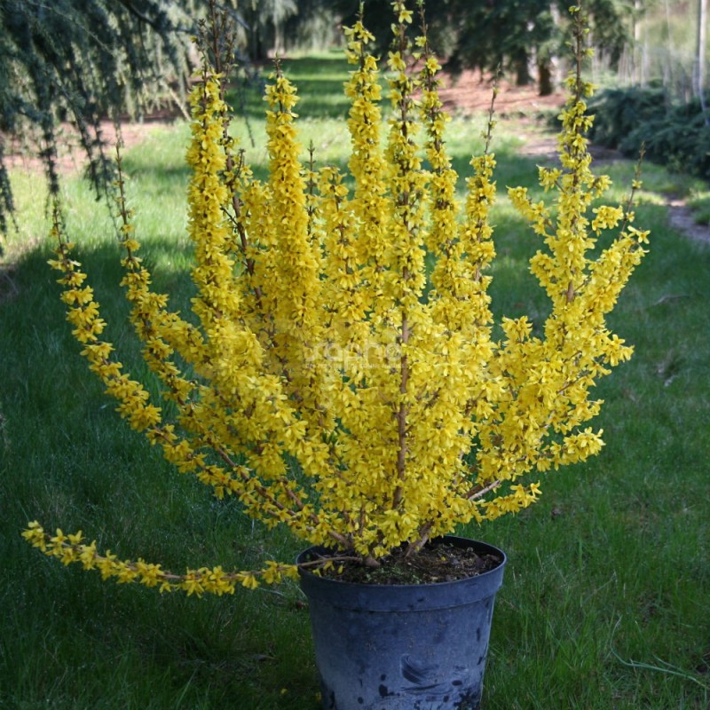 Forsythia x intermedia MIKADOR® 'MINFOR6'