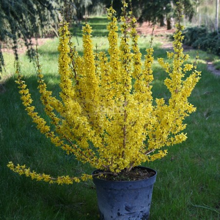 Forsythia x intermedia MIKADOR® 'MINFOR6'