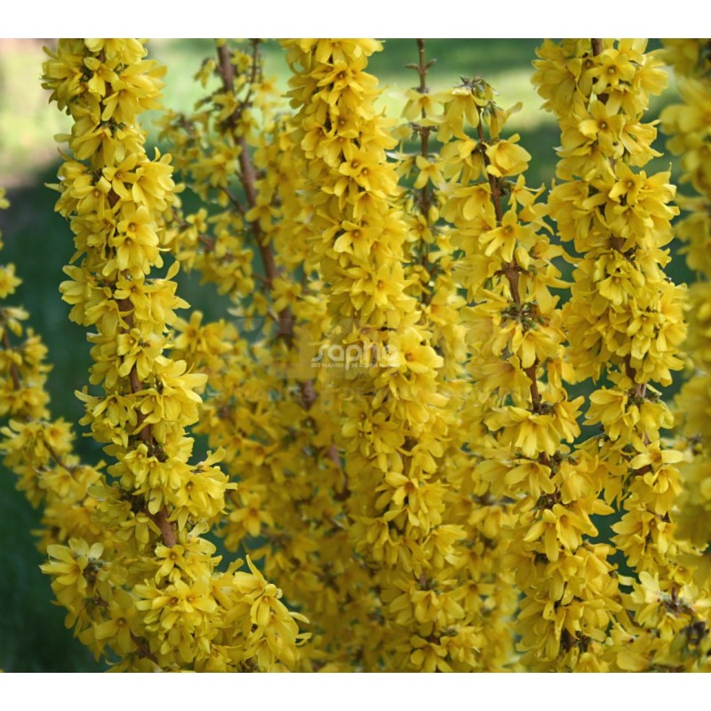 Forsythia x intermedia MIKADOR® 'MINFOR6'
