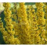 Forsythia x intermedia MIKADOR® 'MINFOR6'