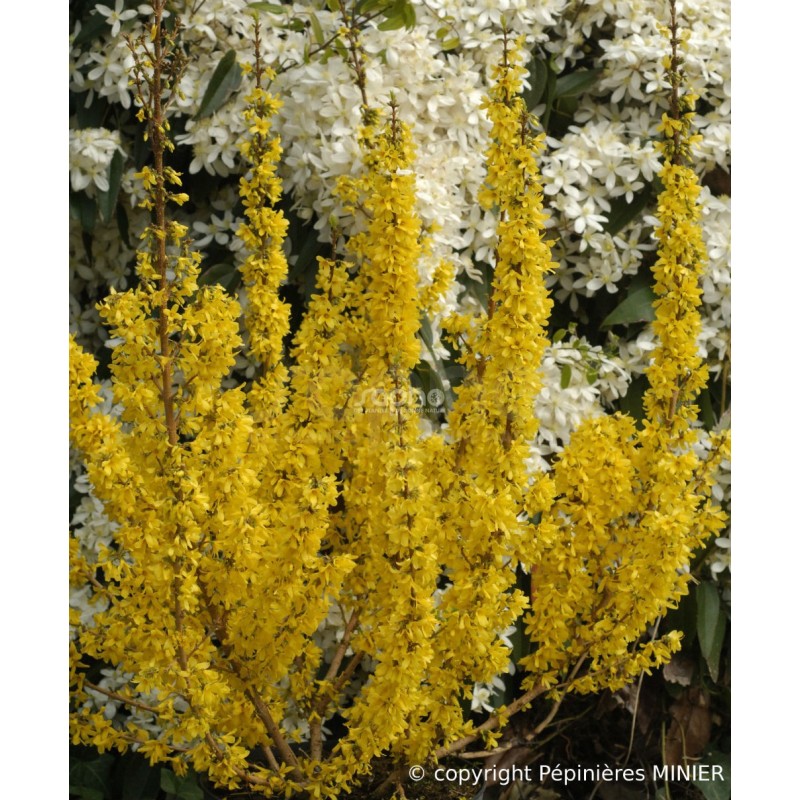 Forsythia x intermedia MIKADOR® 'MINFOR6'