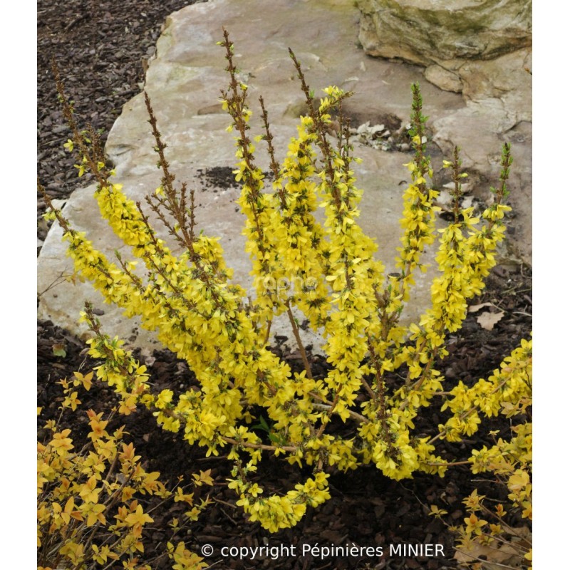 Forsythia x intermedia MIKADOR® 'MINFOR6'