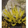 Forsythia x intermedia MIKADOR® 'MINFOR6'