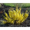 Forsythia x intermedia MIKADOR® 'MINFOR6'