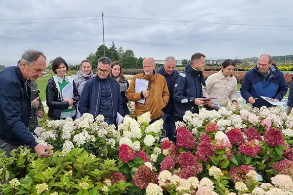 Comité technique Sapho, autour de la gamme des Hydrangea Living Creation® en test