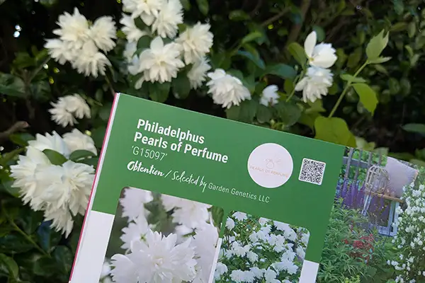 Catalogue Sapho Philadelphus Pearls of Perfume 'G15097'