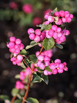 Symphoricarpos x doorenbosii MAGICAL® Temptation 'Kolmatemta'