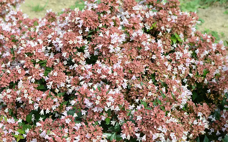 Abelia 'Raspberry Profusion'