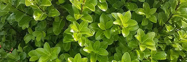 Pittosporum tenuifolium Irish Luck 'PTG18'
