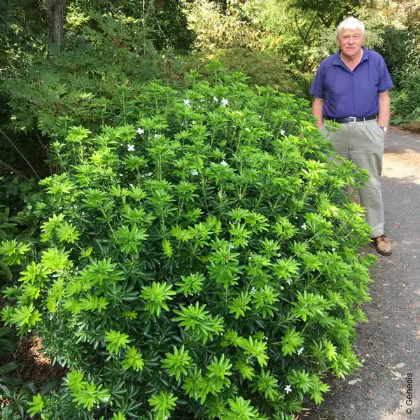 Peter Catt next to his breeding Choisya GREENFINGERS ‘Lissfing’.