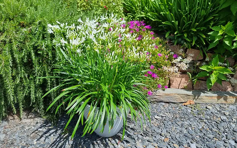 Agapanthus africanus NINA® White 'MONSAPHO'