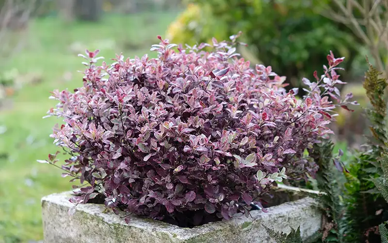 Pittosporum tenuifolium Bannow Bay 'BREEBAY'