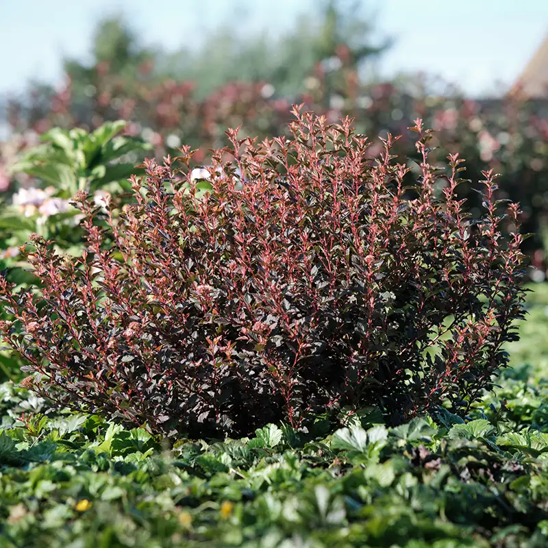 Physocarpus opulifolius Sweet Cherry Tea® 'ZLEBic5'