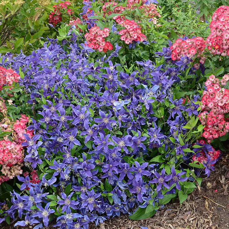 Clematis SAPHYRA® Indigo 'Cleminov 51'