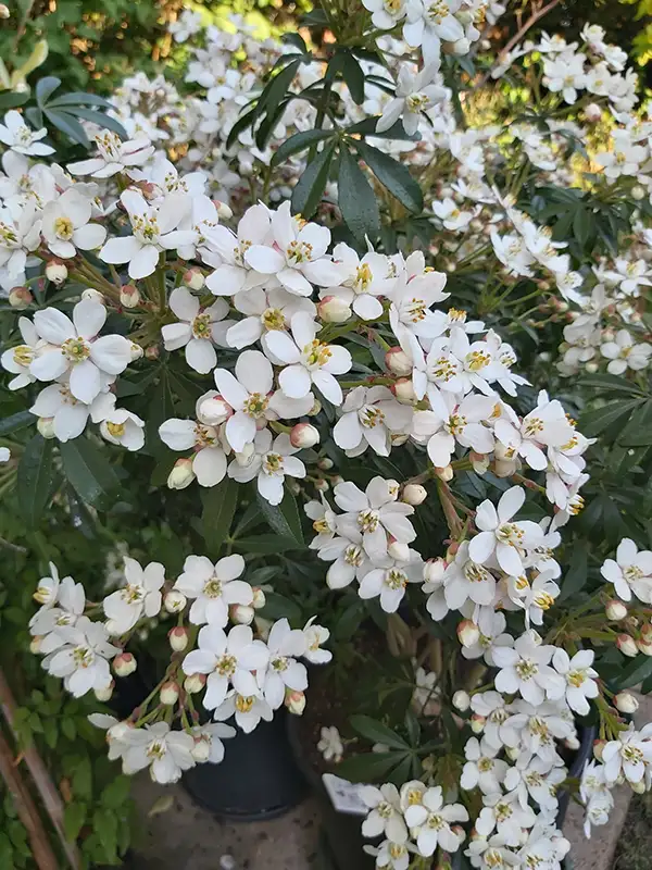 Choisya ternata GREENFINGERS 'LISSFING'