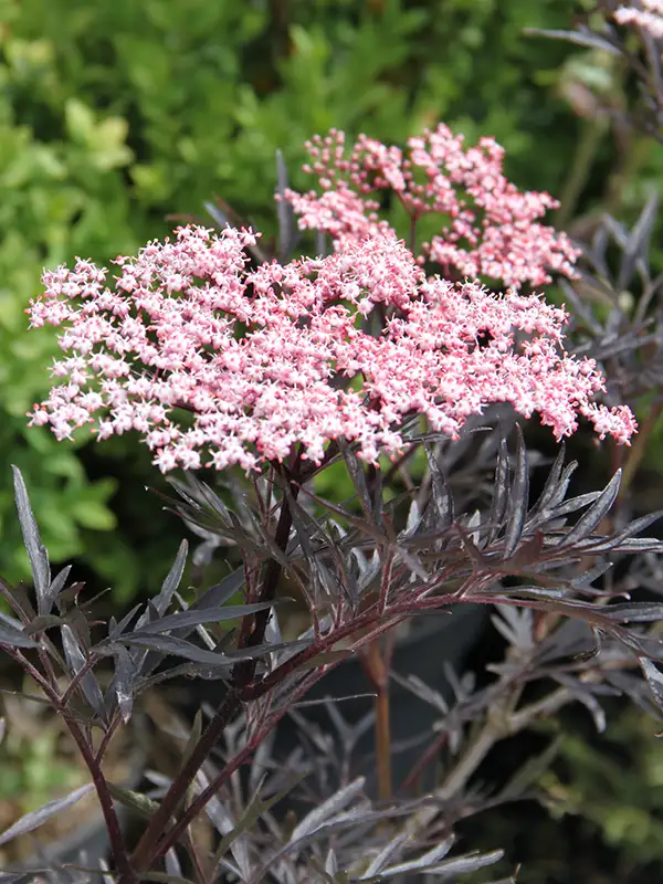 Sambucus nigra BLACK BEAUTY 'Gerda'