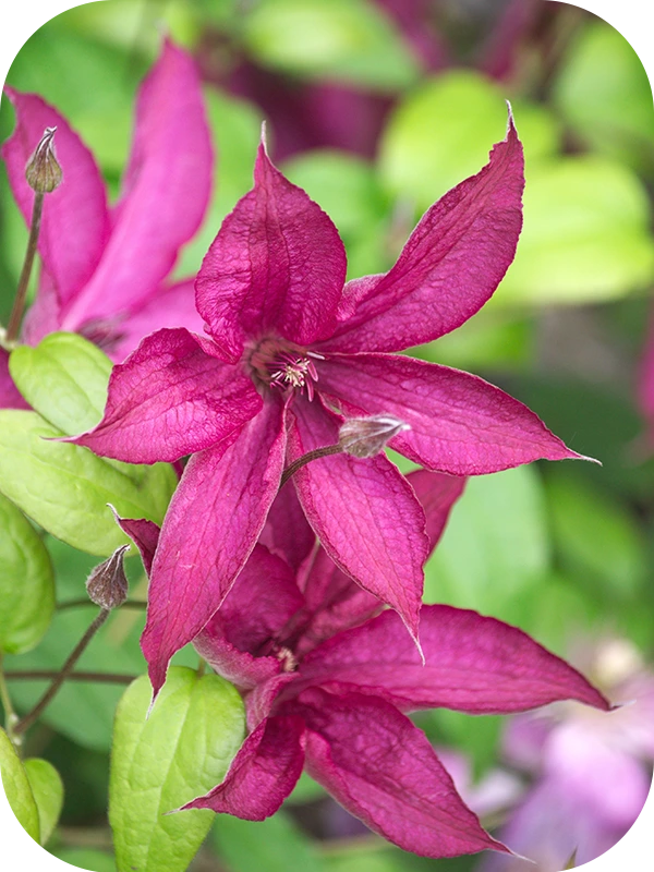 Clematis SAPHYRA® Nancy 'CLEMINOV15'