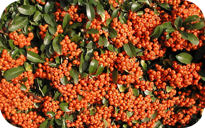Pyracantha SAPHYR® Orange 'Cadange'